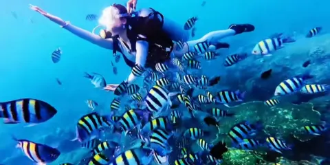 亞龍灣深潛 亞龍灣區域免費接送 新手都能參與的遠海探險觀賞珊瑚魚