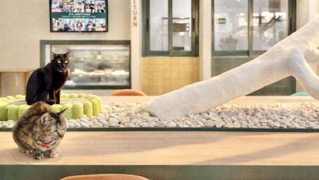 Sarapan dengan Kucing di Bangkok Asok | Pengalaman Kafe Kucing Pagi (08:00-12:00 tengah hari)