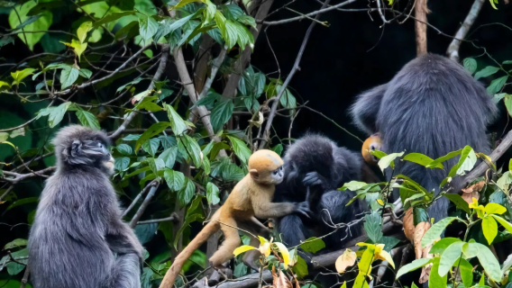 芒市1日遊+傣族慢輪土陶+觀菲氏葉猴