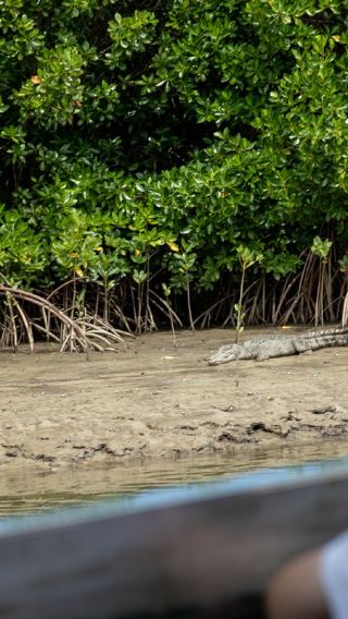 Cairns Daintree Rainforest + Cape Tribulation 1-Day Tour [Upgraded Tour | Treetop Adventure | Includes Lunch & Morning Tea]