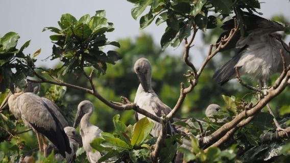 Mirissa: Kayaking & Bird watching Experience