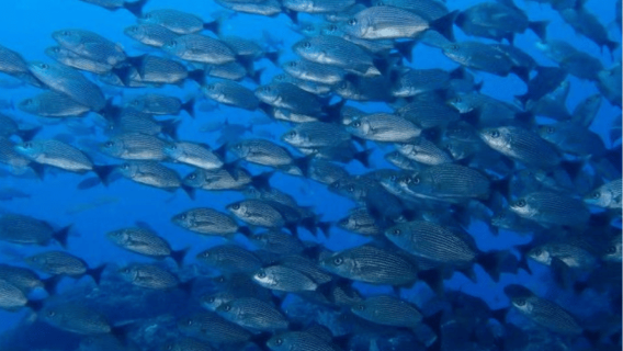 Uvita: Snorkeling on Isla del Caño