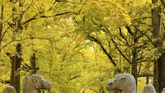 Нанкин Храм цыплят + Минг-Цзин Храм Лянгу + Храм Великой Благодарности + Озеро Сюаньу|однодневный тур на китайском и английском языках с индивидуальным трансфером/арендой автомобиля с водителем