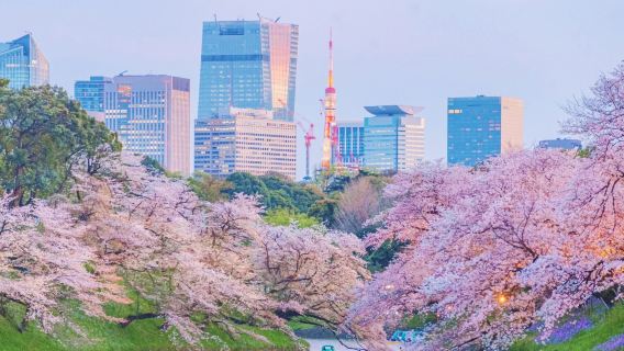 Tokyo 1-day tour: Chidorigafuchi + Shinjuku Gyoen National Garden + Ueno Park + Sumida Park + Meguro River