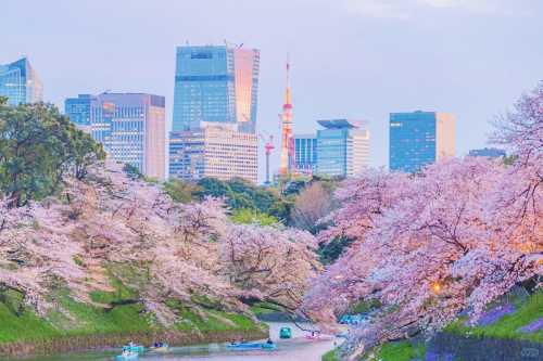 東京千鳥淵+新宿御苑+上野恩賜公園+隅田公園+目黑川一日遊