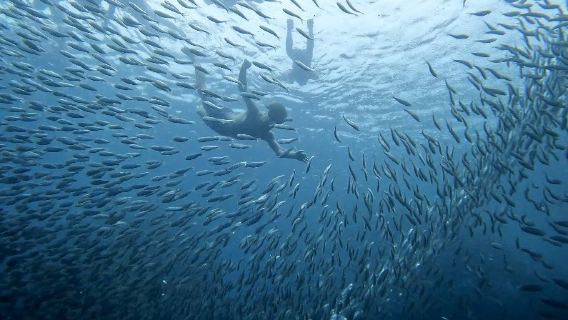 Snorkeling con gli squali balena di Oslob e le sardine a Moalboal con le cascate di Tumalog