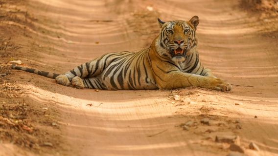 Khajuraho et Parc national de Panna, excursion de 2 jours en train au départ de Delhi