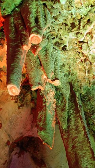 Yunfu 1-Day Private Charter Tour: Panlong (Dragon) Cave Attraction + Windmill Mountain + Xiangwo Mountain Ecological Park (Chinese and English Services Available)