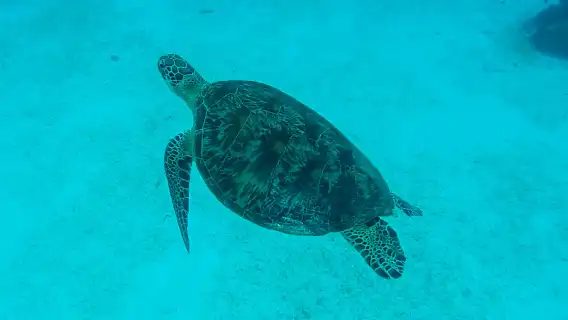 Bohol Panglao Island Hopping Tour