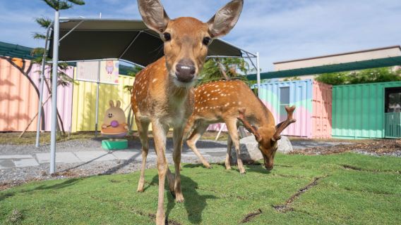 星夢遊園地+宜蘭蘭陽博物館+頭城老街+羅東夜市【宜蘭貸切チャーター】