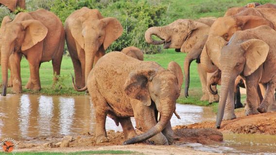 Addo-Elefanten-Nationalpark: Geführte Halbtagessafari