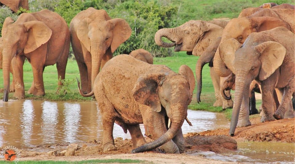 Addo Elephant National Park: Guided Half-Day Safari