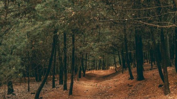 Escursione a Città del Messico: scala la vetta più alta dell'Ajusco