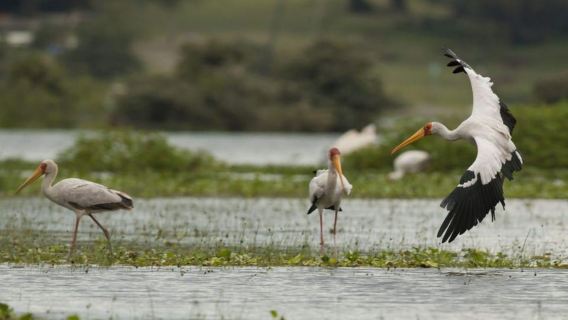 Meilleure excursion d'une journée au parc national de Hells Gate et au lac Naivasha