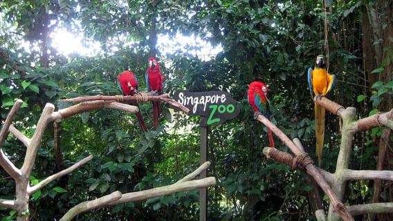 Singapur: Entrada al zoológico por la mañana con recogida en el hotel