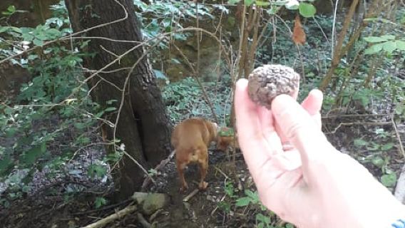 Langhe : expérience de chasse à la truffe