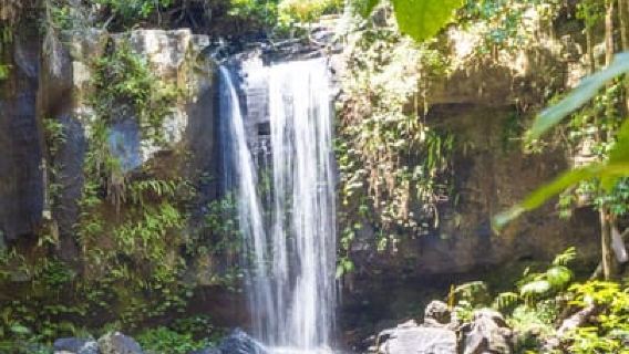 From the Gold Coast Hop on Hop off Bus to Tamborine Mountain