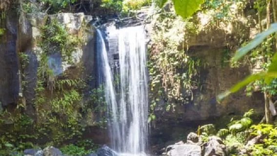 Dall'autobus Hop on Hop off della Gold Coast al monte Tamborine
