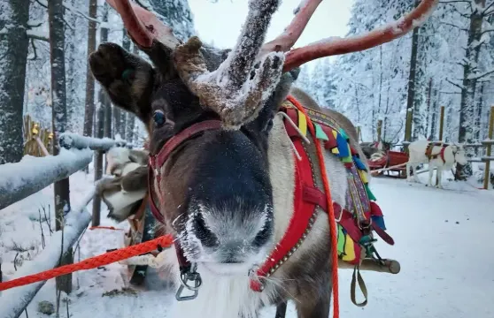 芬蘭羅瓦涅米聖誕長者村+雪橇之旅【中文司機+免費定制】