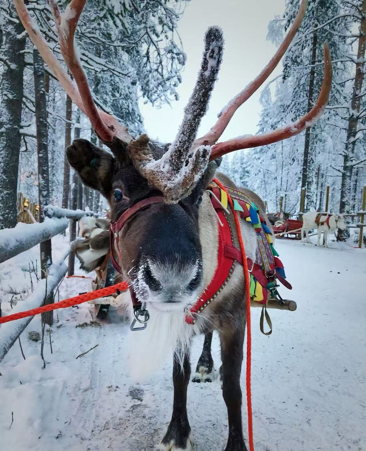 芬蘭羅瓦涅米聖誕長者村+雪橇之旅【中文司機+免費定制】