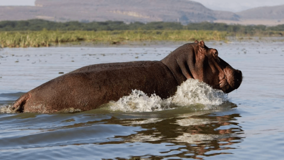 From Nairobi: Lakes Nakuru & Naivasha National Park Day Tour