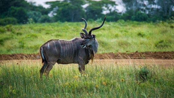 Place of Wonder: Isimangaliso Wetland Park - Safari Drives