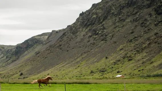 Reykjadalur: tour a cavallo per famiglie e principianti