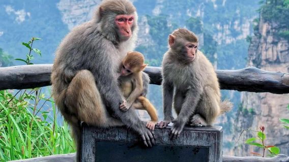 2-day private tour covering 3 popular attractions in Zhangjiajie - Grand Canyon + Tianmen Mountain + Forest Park - in-depth exploration - professional guide - fun commentary - efficient itinerary