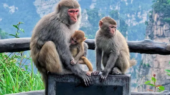 2-tägige Privattour zu den 3 beliebtesten Touristenattraktionen in Zhangjiajie - Große Schlucht + Himmelstor-Berg + Nationalpark - Tiefgreifende Erkundung - Professioneller Reiseleiter - Unterhaltsame Führung - Effiziente Besichtigung