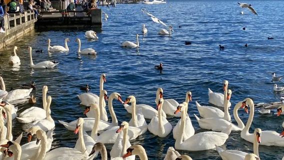 蘇黎世【漫遊周邊小鎮+蘇黎世湖+聖彼得教堂+中文包車一日遊】