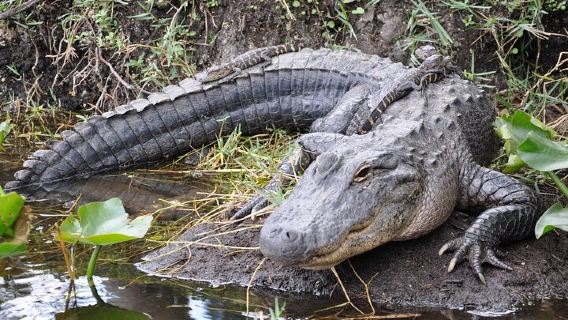 Esperienza in idroscivolante nelle Everglades: fauna selvatica e zone umide