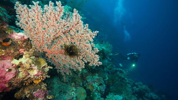 Yogyakarta Prambanan + Palacio del Sultán + Subida a la Torre de Borobudur [Tour en grupo pequeño, se forma con 1 persona]