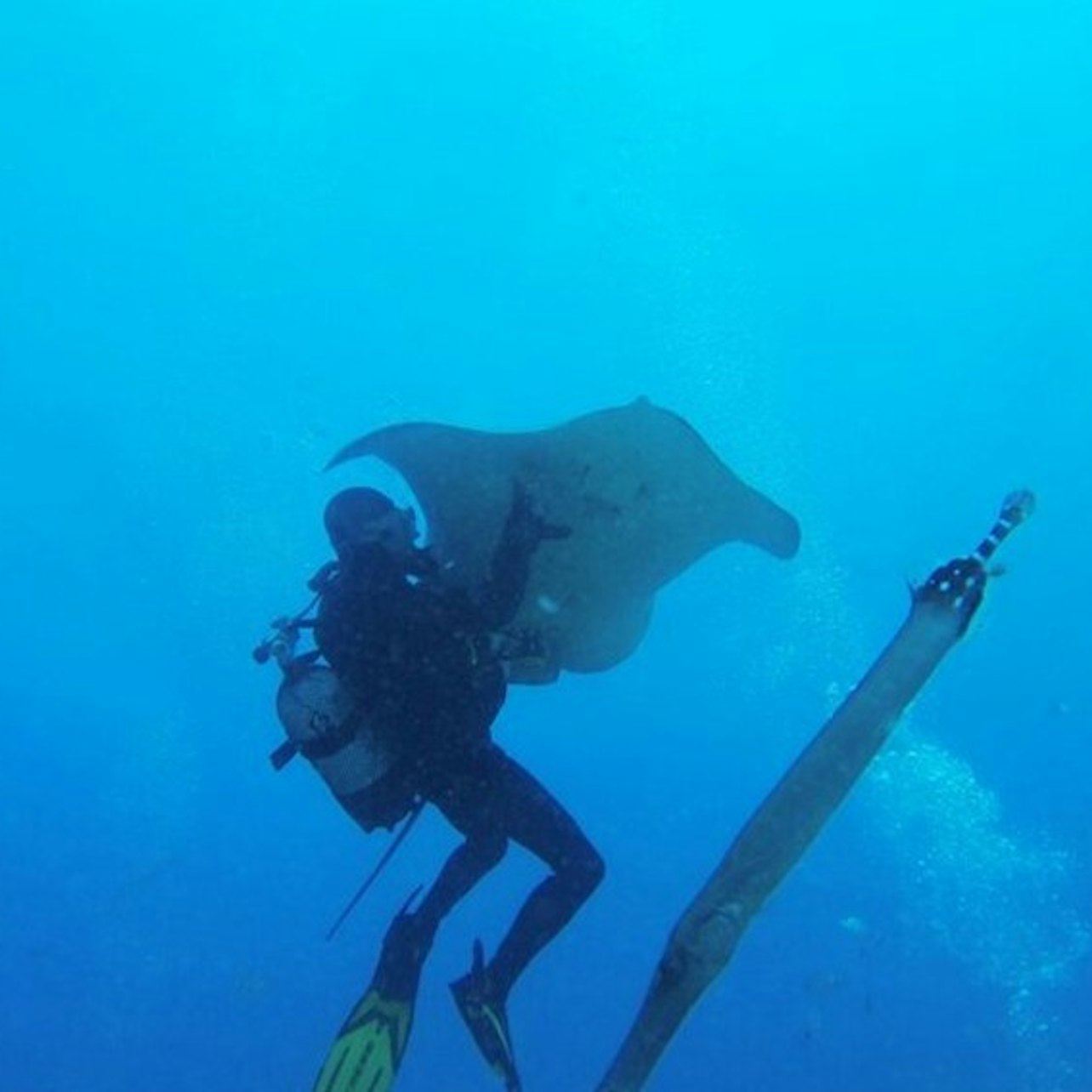 Los Cristianos: Geführter Tauchkurs