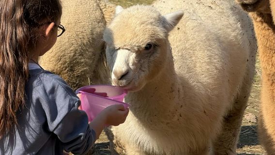 GROW UP - Alpaca del Monviso - Alpaca Farm: Guided Tour