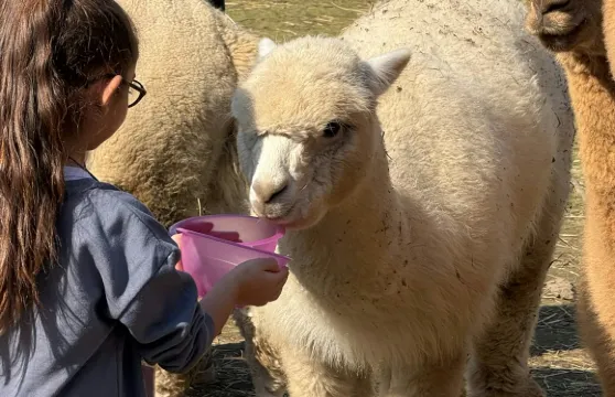 GROW UP - Alpaca del Monviso - 羊駝農場導賞團