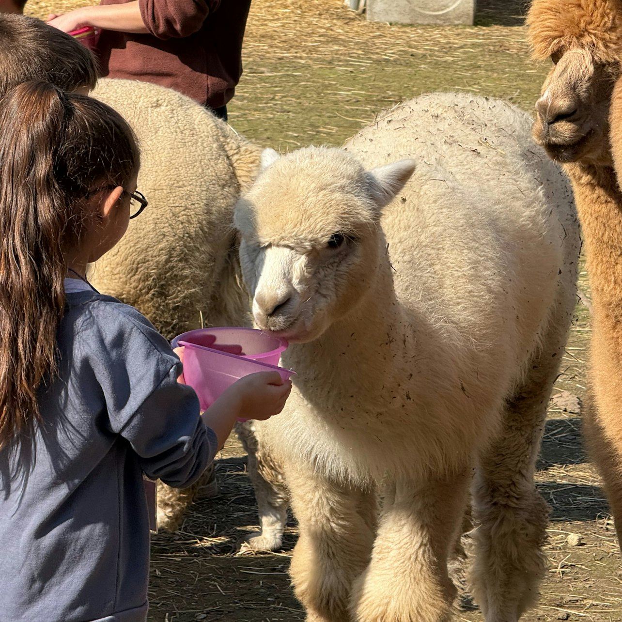 CRESCI - Alpaca del Monviso - Fattoria degli alpaca: visita guidata