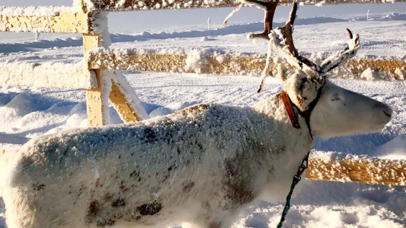 Professional Chinese Tour Guide in Finland / Local Guide / Interpreter / In-Park Commentary