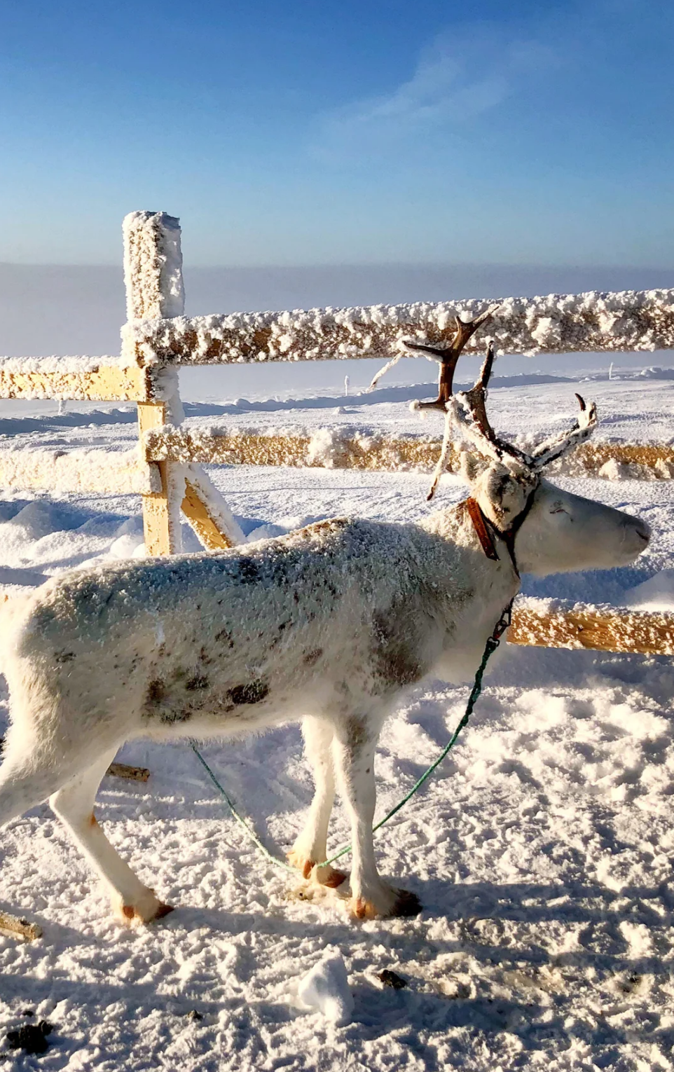 芬蘭境內/專業中文導遊/地陪/翻譯/景區講解