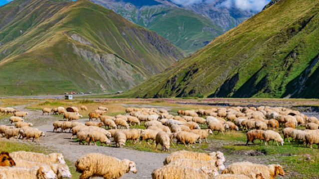 ジワリ貯水池+友好記念碑+トルソ渓谷+グダウリスキーリゾート貸切チャーター1日