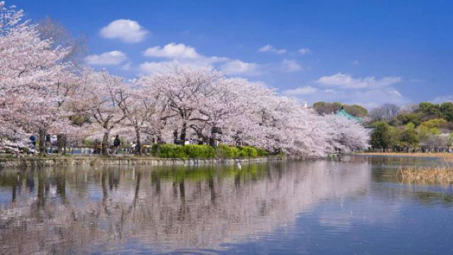 日本賞櫻季+上野公園+千鳥淵+目黑川【中文司機+飯店接駁】