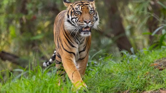Lawatan Keluarga San Diego, Amerika | San Diego Zoo Safari Park + SeaWorld San Diego | Boleh Disesuaikan※