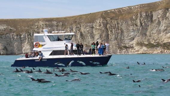 Kaikoura dolphin watching/swim with dolphins on New Zealand's South Island