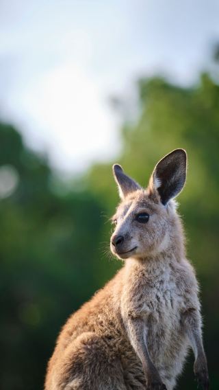 Kangaroo island Chinese 1-day tour 2-person group Seal Bay Conservation Park + Remarkable Rocks + Admirals Arch
