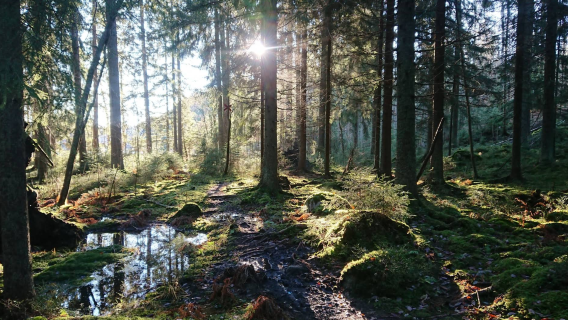 Finland Helsinki + Taman Negara Nuuksio lawatan sehari - Terpilih