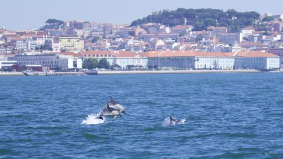 Lisbon: Dolphin Watching with Marine Biologist - Small Group
