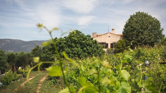 Small Group Guided E-Bike Tour in Nice's Organic Vineyard