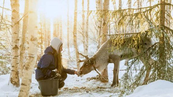 [Sewaan peribadi Rovaniemi] Lawatan sehari salji | Ladang rusa kutub + Gunung Ounasvaara - tidak termasuk tiket