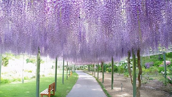 Jepun Perjalanan Bunga Sakura Taman Bunga Shizuoka Hamamatsu + Kuil Ryotanji + Tasik Hamana dengan pemandu berbahasa Cina, itinerari boleh disesuaikan