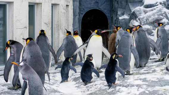 Départ de Sapporo : Zoo d'Asahiyama + Cascade Shirahige + Terrasse des Elfes - Voyage en groupe / Billet d'entrée non inclus