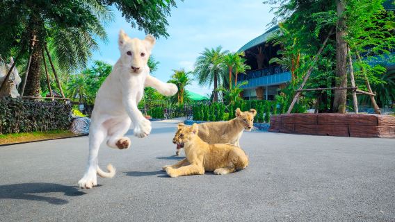 Tour del Parco dei Leoni di Sri Ayutthaya e del Tempio con Caffetteria